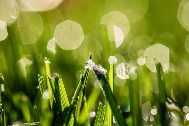 散景 露珠 冻结清晨的露水 一滴水 滴 露水 叶片草 湿 草