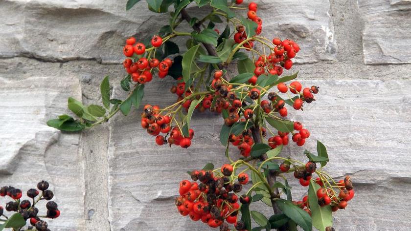 植物区系 水果 沙棘 秋 性质 特写