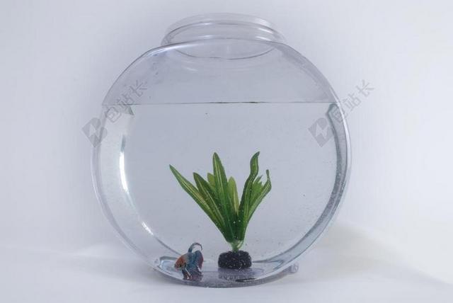 鱼 坦克 水族馆 水 玻璃 玻璃 白 宠物 碗 鱼缸