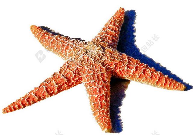 孤立 红海星 海 海洋 海滩 水生动物 海洋生物
