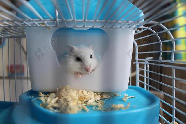 仓鼠 啮齿类动物 笼 宠物 枪口 哺乳动物 最喜爱 性质