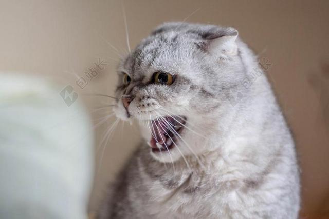 猫 邪恶 特写 只毛绒绒的猫 宠物 动物 不满 灰色