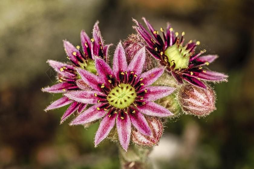 仙人掌 花卉 宏 刺