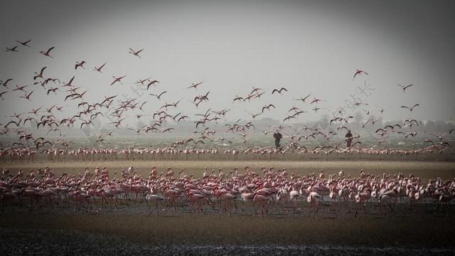 纳米比亚 纳米布 户外 景观 旅行 非洲 气候 骨架 海岸