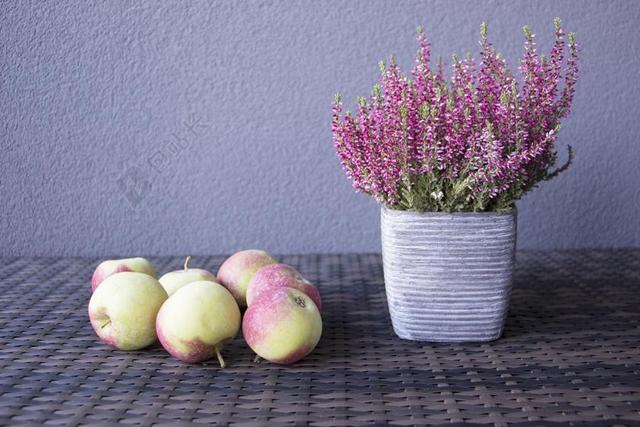 苹果 秋 鲜花 乡村 收获 食品 季节 水果 秋天 自然