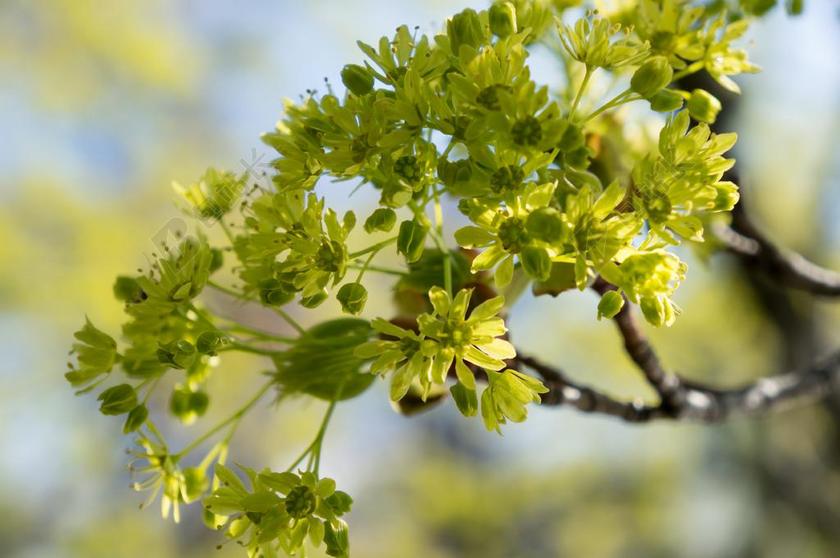 绿色植物希望自然枝头背景图片