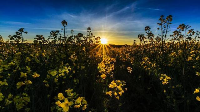 油菜籽场 日落 日出 春天 油菜 景观 菜籽油 厂 天空