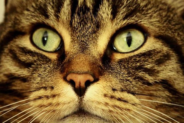 猫 眼睛 猫的眼睛 动物 猫脸 查看 鲭鱼
