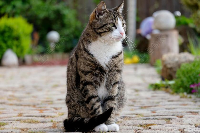 猫 坐 宠物 动物 查看 构成 性质 国内的猫 动物肖像