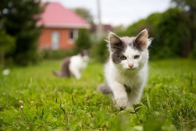 猫 动物 宠物 猫看 美丽的猫 村 夏季