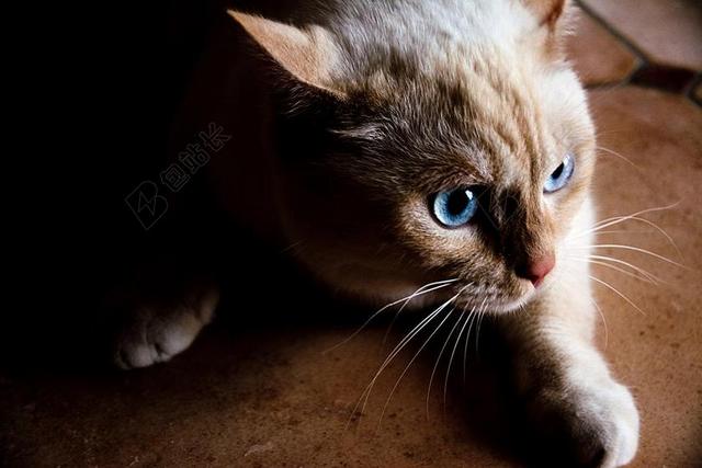 猫 白 蓝色的眼睛 宠物 白色的猫 阿迪达斯 猫的眼睛 甜