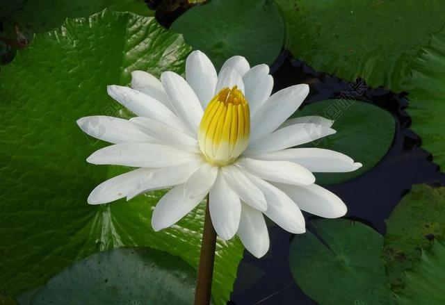 百合 水百合 白 花 睡莲科 水 池 植物区系 睡莲阿尔巴