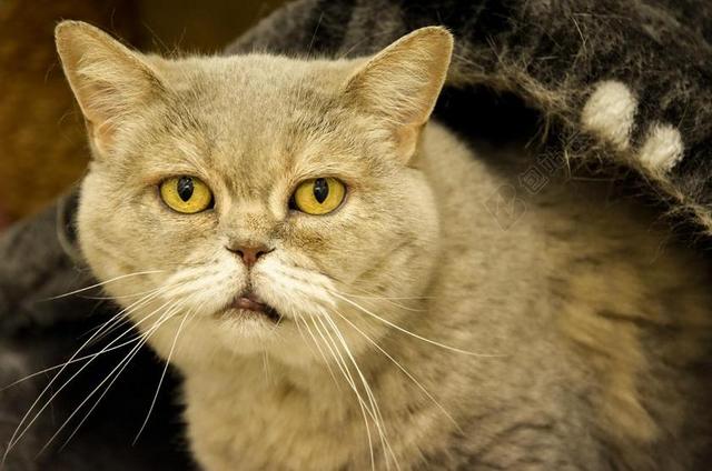 老猫 英国短毛猫 动物收容所 国内的猫 MIEZE 野生动物摄影