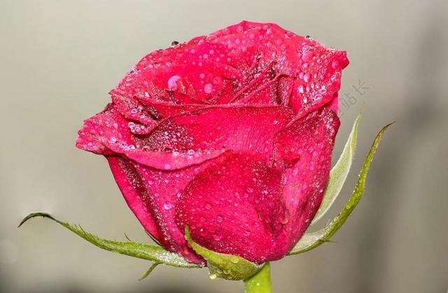 雨后 艺术 背景 生物学 开花 绽放 植物 关闭 关闭了