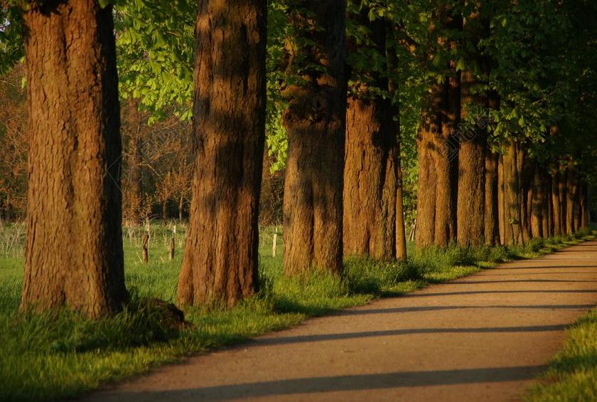 离 大道 板栗 步行 林荫大道 性质 树木 路 夏季 休闲