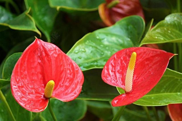 红掌、 红鹳花 红掌 天南星科 开花 花 红色 厂 奇葩