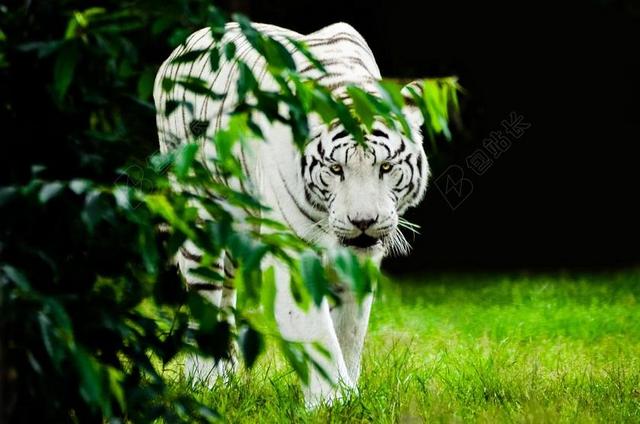 虎 白 捕食 猫 白老虎 大猫 崇高 危险 塞伦盖蒂公园