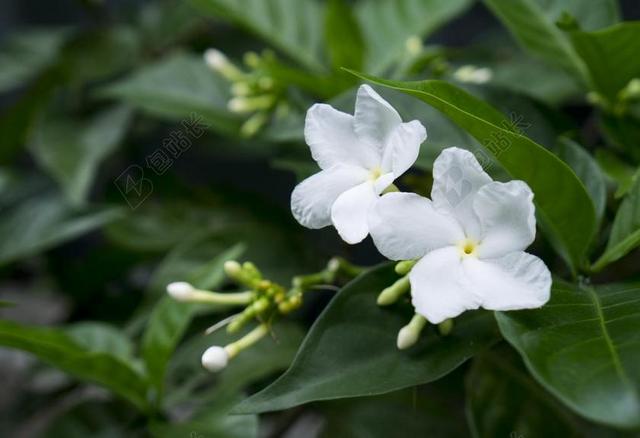茉莉花 白色的花 天性