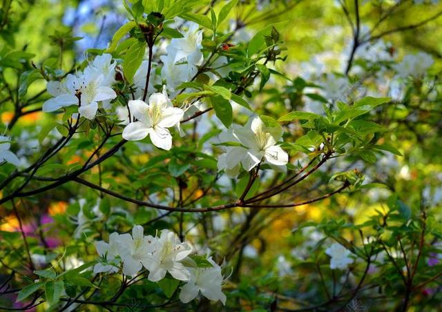 杜鹃花 杜鹃 鲜花 春天 盛开 关闭 花园 布什 花