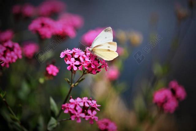 蝴蝶鲜花蝶恋花自然背景图片