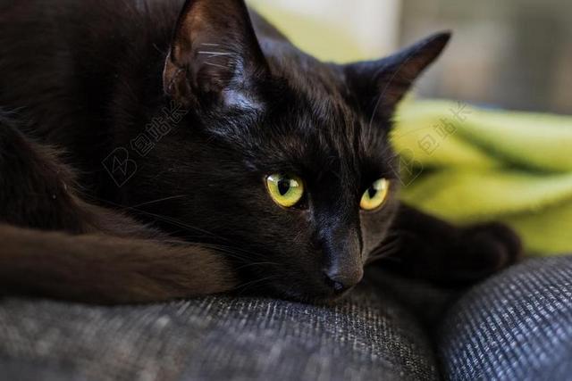 猫 黑色 黑猫 动物 宠物 MIEZE 猫的眼睛 国内的猫