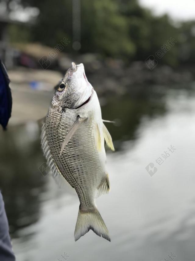 钓鱼 鱼 边缘 水 河 自然 捕捉 业余爱好 诱饵 海