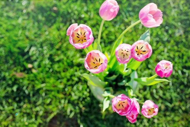郁金香 粉红色 春 鲜花 花的 自然 花 水华 束 上午