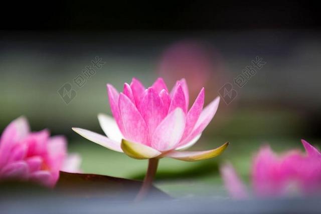 莲花 花 粉红色