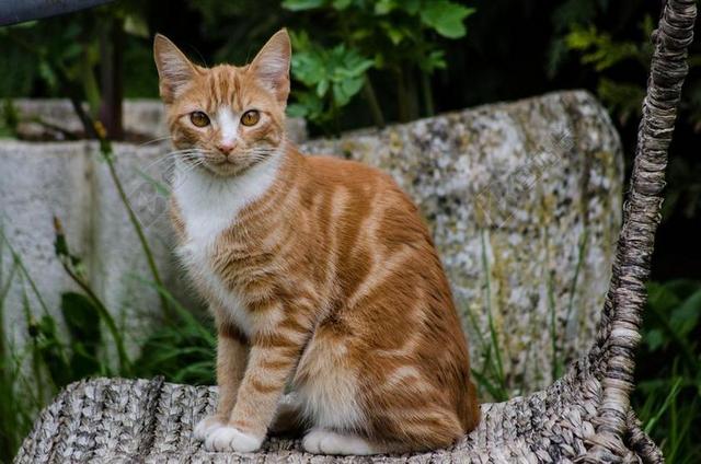 猫 红色 动物 宠物 家养 毛皮 猫的 年轻 肖像 橙色
