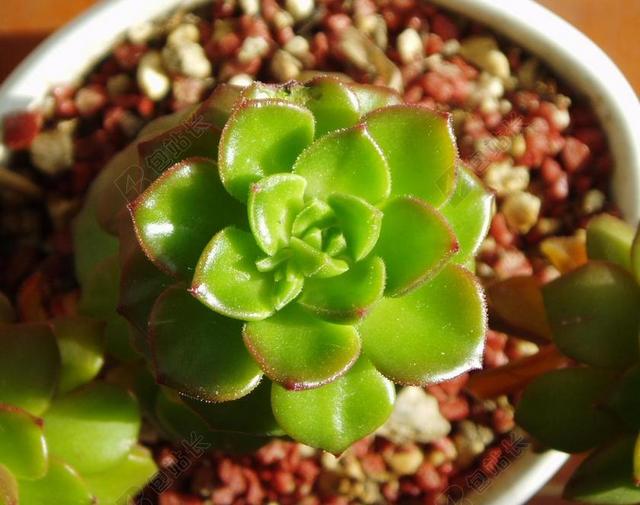 多汁植物盆栽的植物绿色室内背景图片