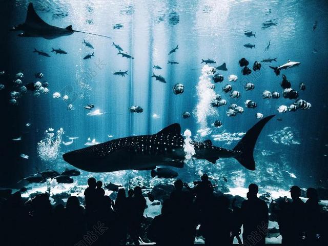 鱼 水 动物 水族馆 水下 蓝色 鲸鱼 人 人群
