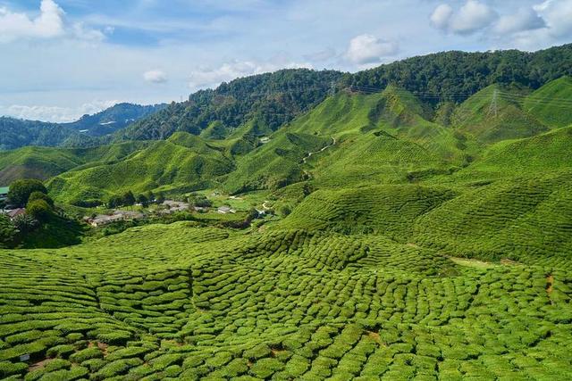 茶 场 植物 微小的树 性质 和平 阳光明媚 环境 山