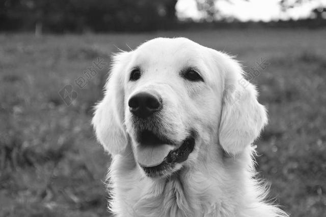 狗 婊子 金毛猎犬 黑白照片 动物 国内动物 可爱 肖像