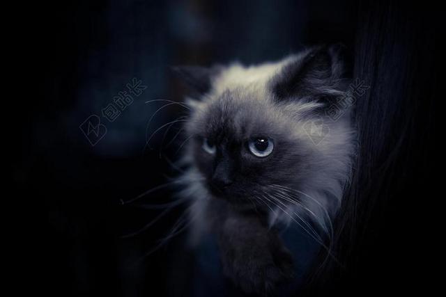 宠物动物猫眼神酷黑暗背景图片