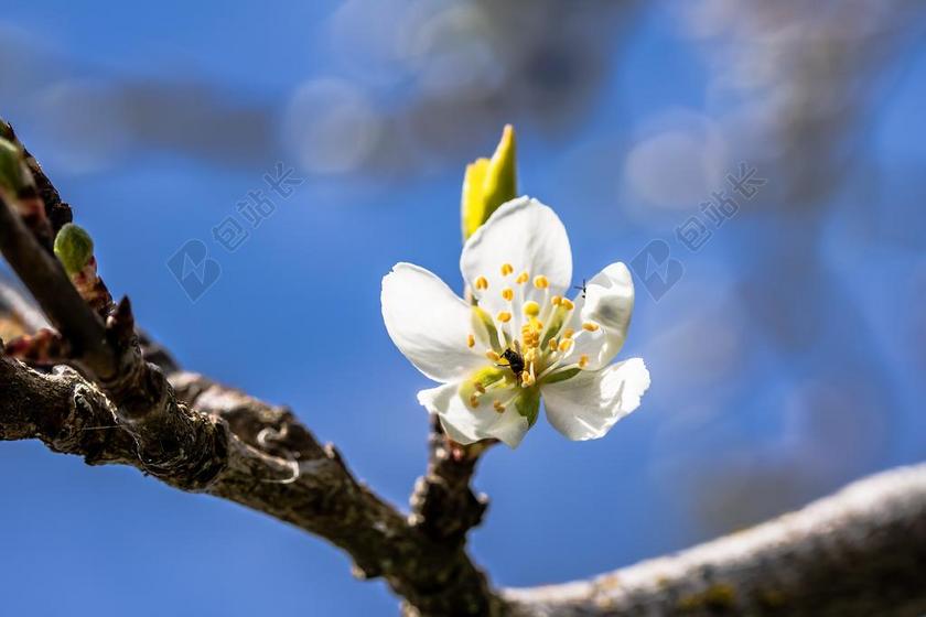 摄影自然盛开的梅花背景图片