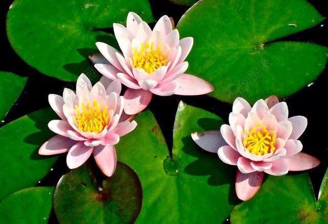 百合垫 百合花 花 池 垫 水 百合 莲花 植物 盛开