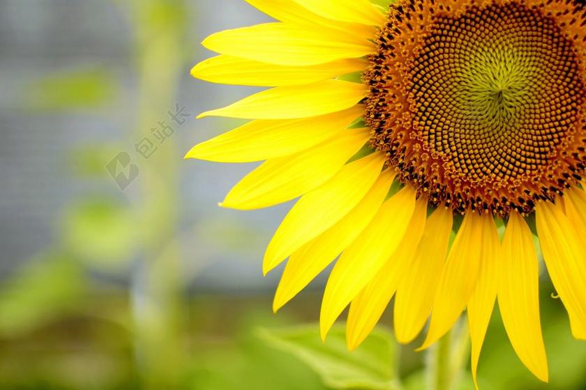 花 太阳 向日葵 夏天花 夏天 黄色 性质 自然 发展 厂