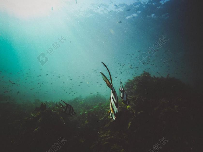 自然 水 海洋 海 水下 生活 动物 鱼 学校 海藻