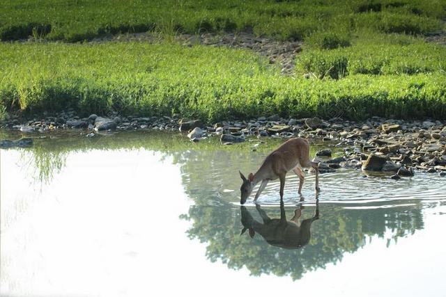 鹿 动物 野生动物 绿色 草 自然 湖 水 反思