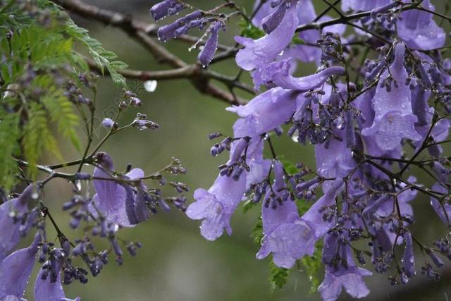 鲜花 紫色 湿 雨 自然 蓝花楹树 枝杈 春