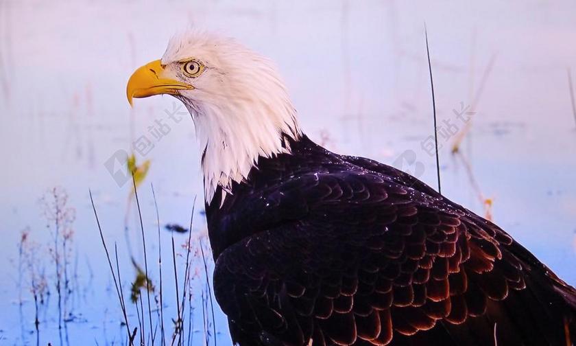 老鹰  灰狼 鸟 大自然 山 高 塔特拉