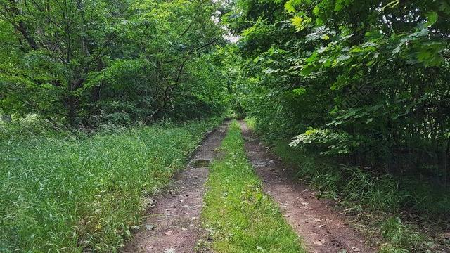 乡间绿色树林茂密小路背景图片