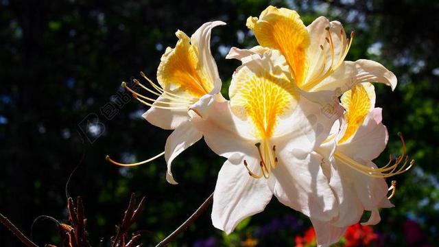 杜鹃花 绽放 花 春 性质 植物 宏 花卉 鲜花 杜鹃