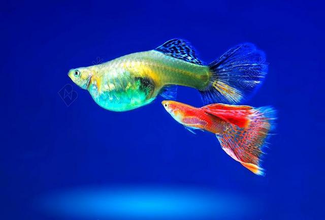 水族馆 观赏鱼 鱼 鱼类