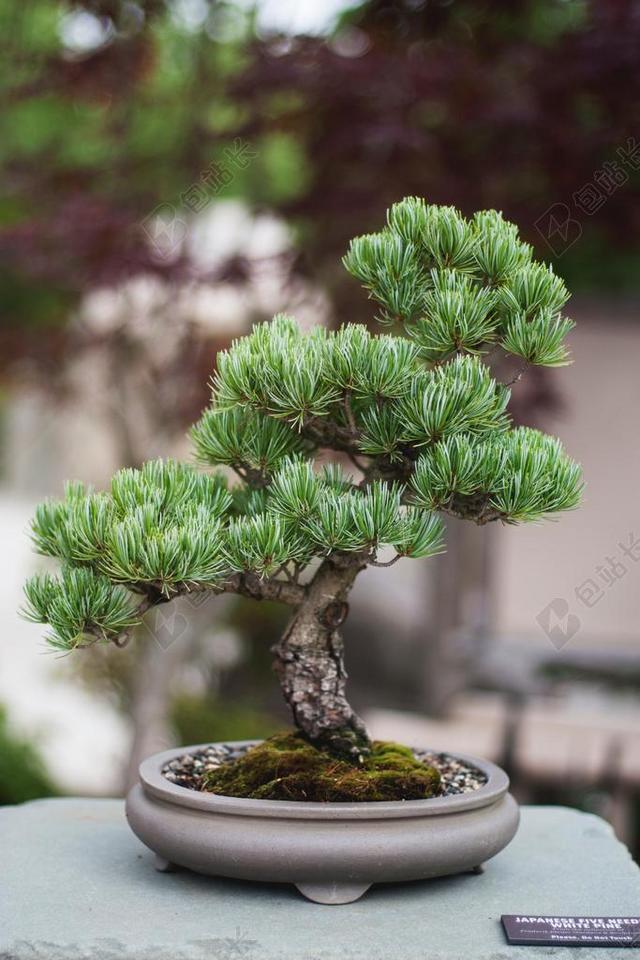植物叶子自然盆景混凝土白花园背景图片