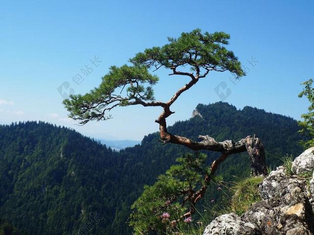 SOKOLICA PIENINY 山 景观 松 树 返回页首