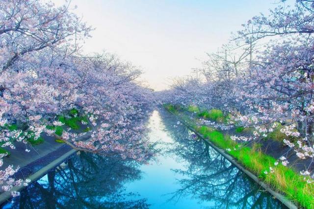 日本  吉野樱花树 鲜花 春天  木材 春天的花朵