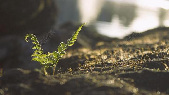 叶子 绿色 植物 花园 土壤