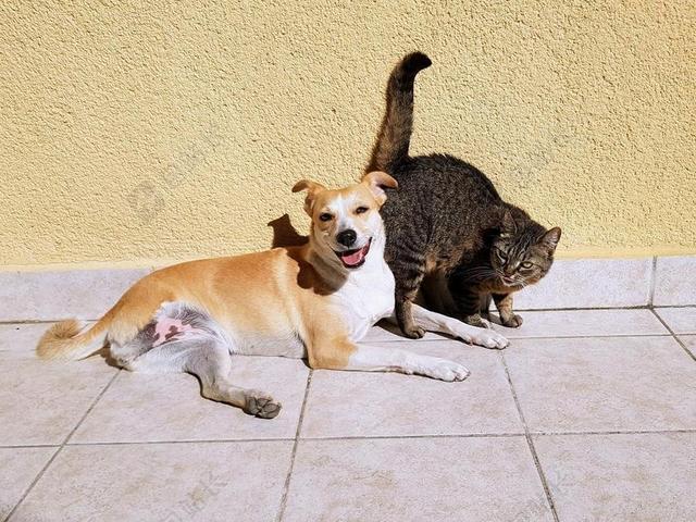 宠物 猫 狗 友谊 动物