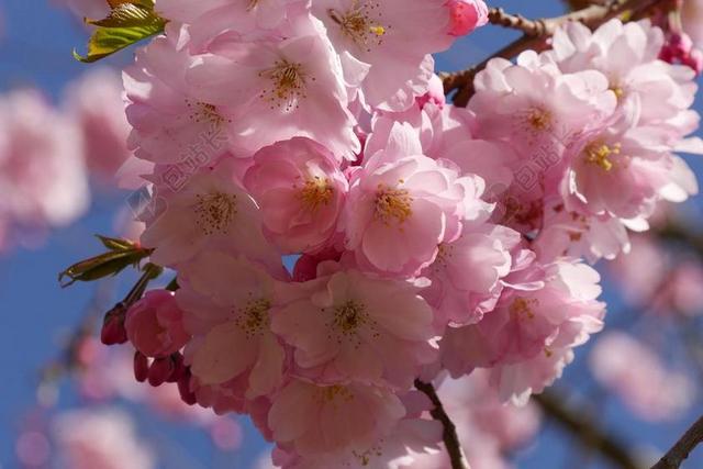 樱花 性质 树 开花 春天 梅花 观赏樱花 日本樱花树 科